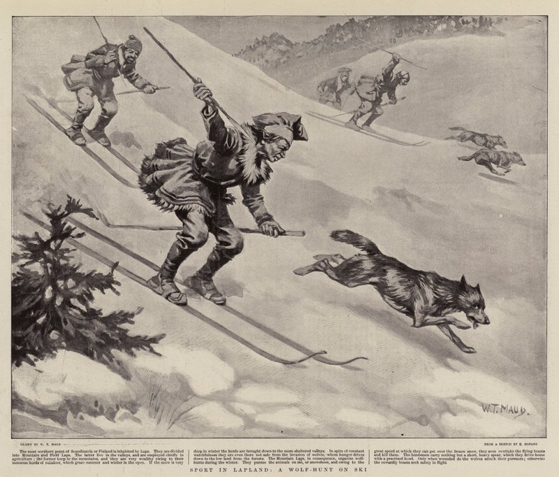 Sport i Lapland, en ulvejagt på ski af William T. Maud