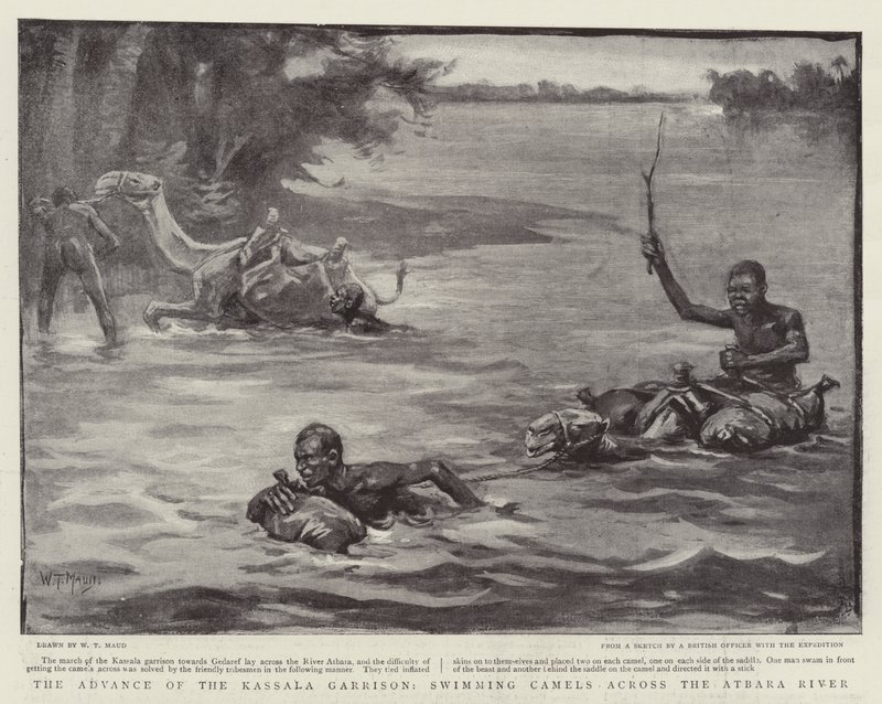 Kassala-garrisonens fremrykning, svømmende kameler over Atbara-floden af William T. Maud