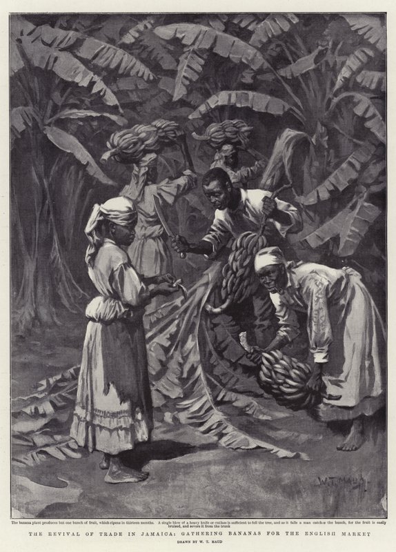 Genoplivning af handelen på Jamaica, indsamling af bananer til det engelske marked af William T. Maud