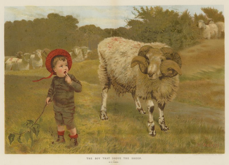 Drengen der drev fårene (chromolitho) af William Weekes