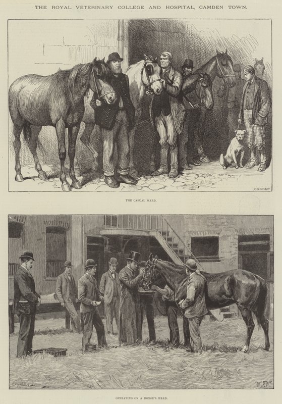 Royal Veterinary College og Hospital, Camden Town af William Barnes Wollen