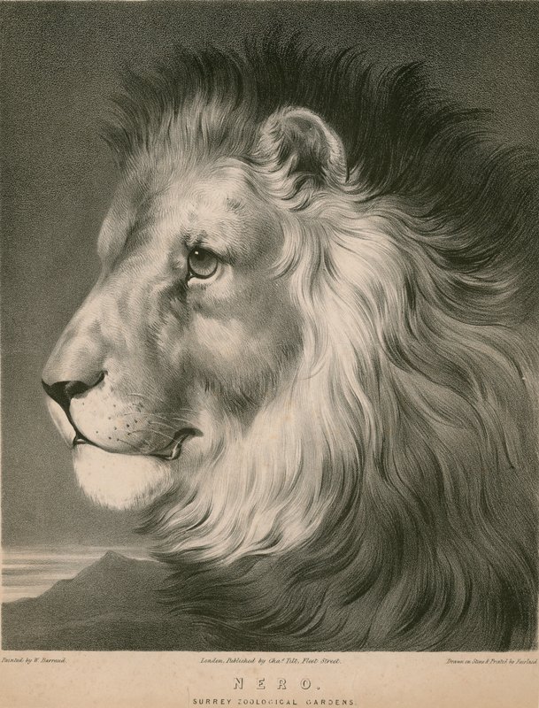 Løven Nero, Surrey Zoological Gardens, London af William Barraud
