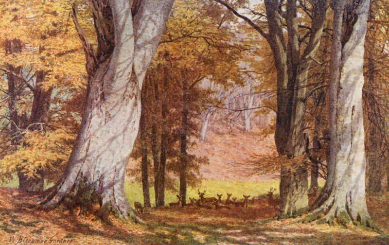 I Knole Park, i nærheden af King Beech (farvelitografi) af William Biscombe Gardner