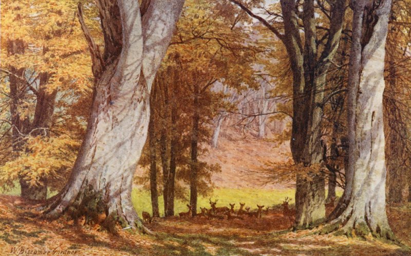 The Wilberforce Oak, Holwood Park, Keston (farvelitografi) af William Biscombe Gardner