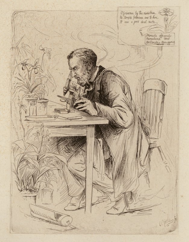 Alexander Dickson, professor i botanik (kobberstik) af William Brassey (after) Hole