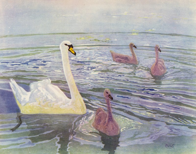 Svane og Cygnets (farve litho) af William Giles