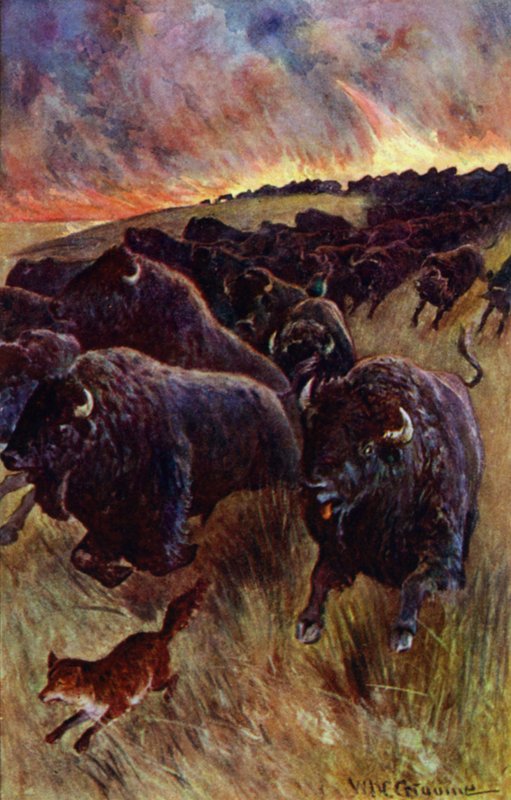 "Jeg fik øje på en flok bøfler, der styrtede videre for at undslippe flammerne" (farve litho) af William Henry Charles Groome