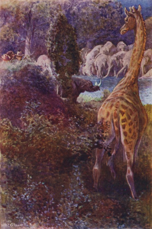 Illustration til Gorilla Hunters af RM Ballantyne (farve litho) af William Henry Charles Groome