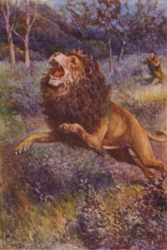 Illustration til The Gorilla Hunters af RM Ballantyne (farve litho) af William Henry Charles Groome