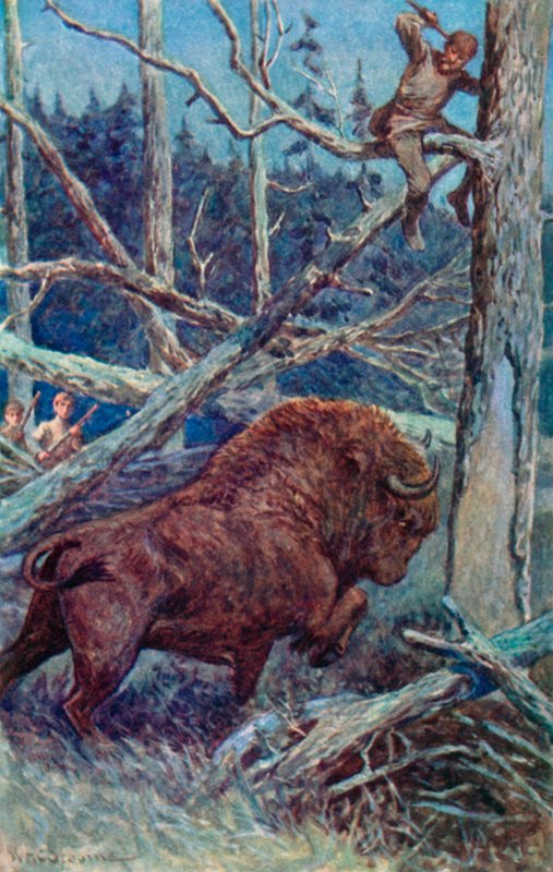 Bisonen potede jorden i sit raseri af William Henry Charles Groome