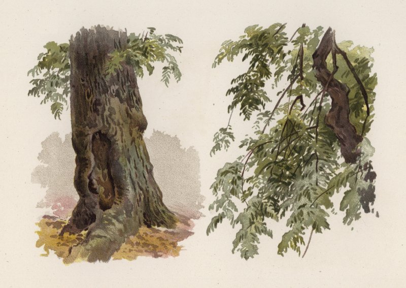 Træer: Asken (farve litho) af William Henry James (after) Boot