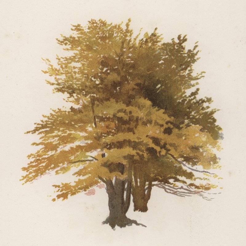 Træer: Bøgen (farve litho) af William Henry James (after) Boot