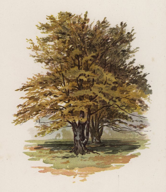 Træer: Bøgen (farve litho) af William Henry James (after) Boot