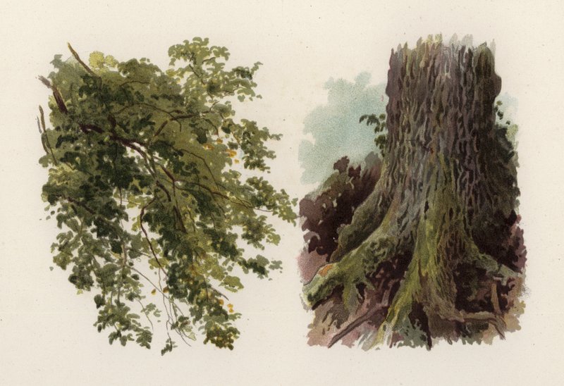 Træer: Elmen (farve litho) af William Henry James (after) Boot