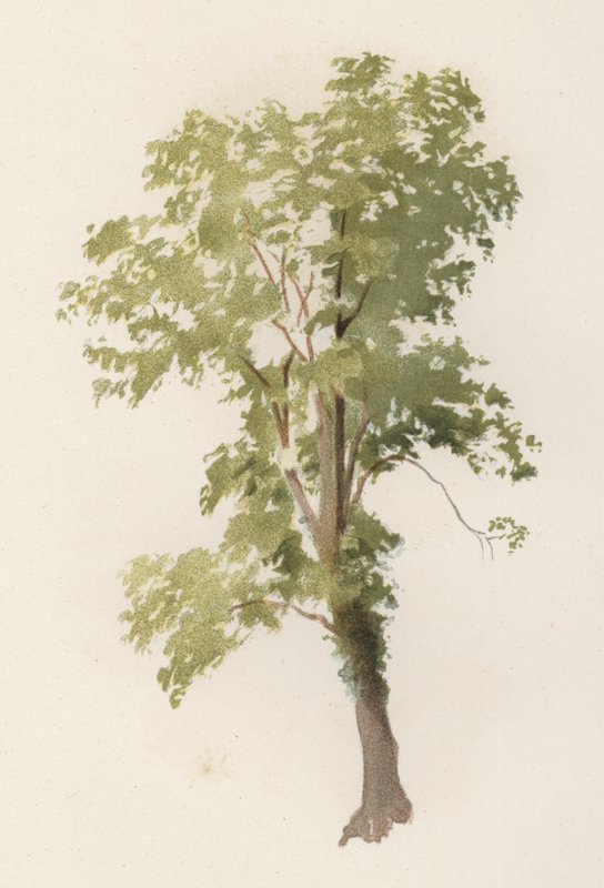 Træer: Elm (farve litho) af William Henry James (after) Boot