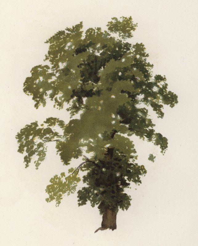 Træer: Elm (farve litografi) af William Henry James (after) Boot