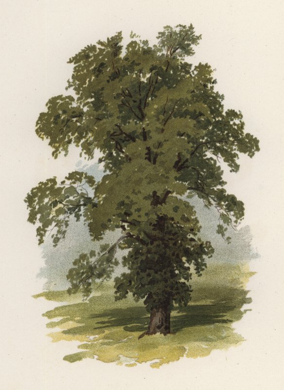 Træer: Elm (farve litho) af William Henry James (after) Boot