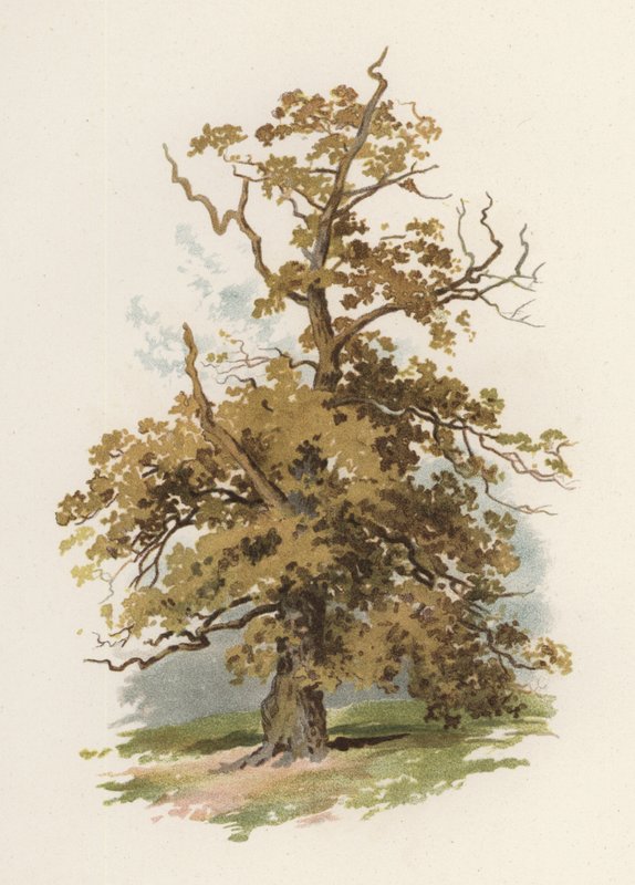 Træer: Egen (farve litho) af William Henry James (after) Boot