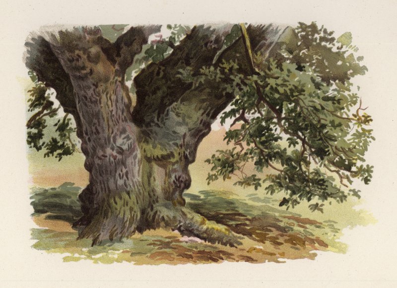 Træer: Egen (farve litho) af William Henry James (after) Boot