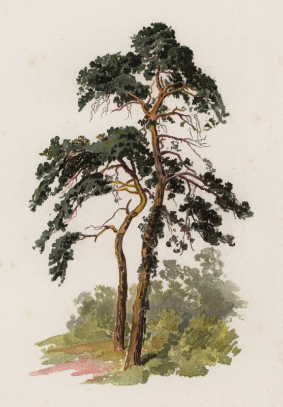 Træer: Scotch Gran (farve litho) af William Henry James (after) Boot
