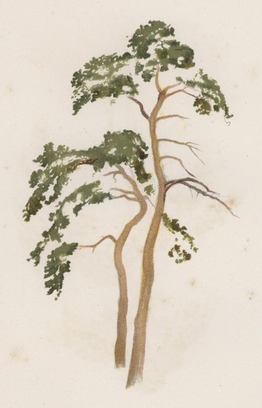 Træer: Scotch Gran (farve litho) af William Henry James (after) Boot