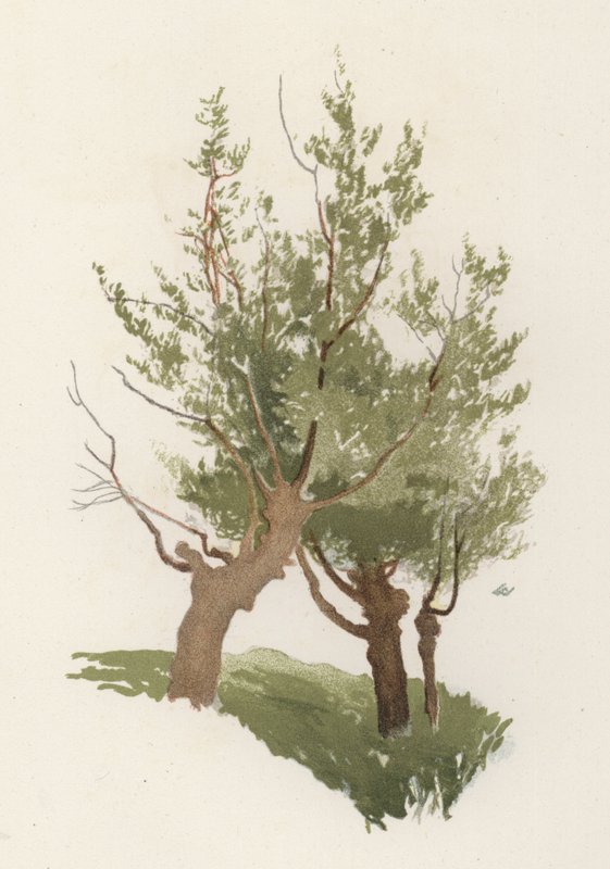 Træer: Pilen (farve litho) af William Henry James (after) Boot