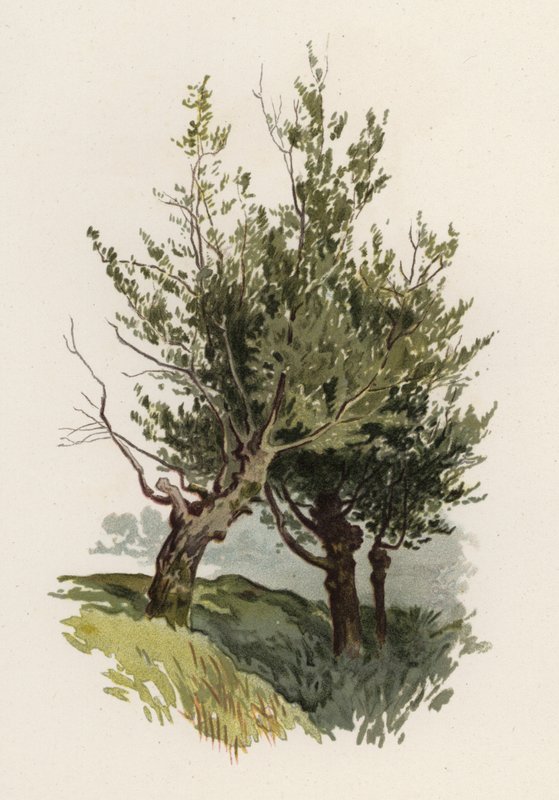 Træer: Pilen (farve litho) af William Henry James (after) Boot