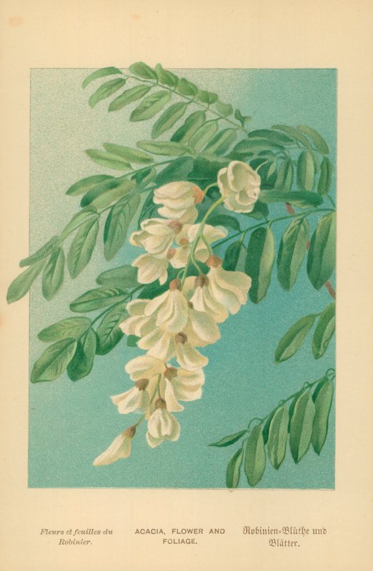 Akacie, Blomst og Løv af William Henry James Boot