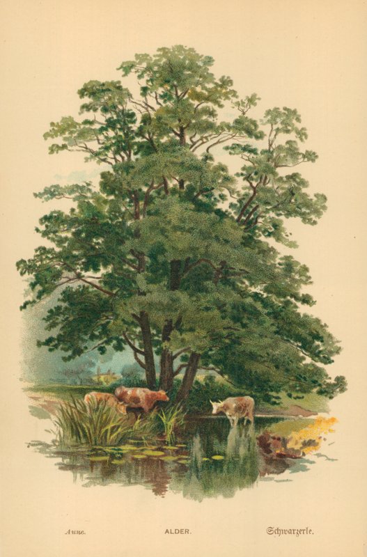 Alder af William Henry James Boot