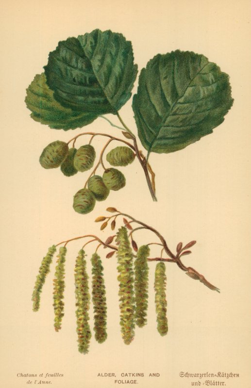 Alder, rakler og løv af William Henry James Boot