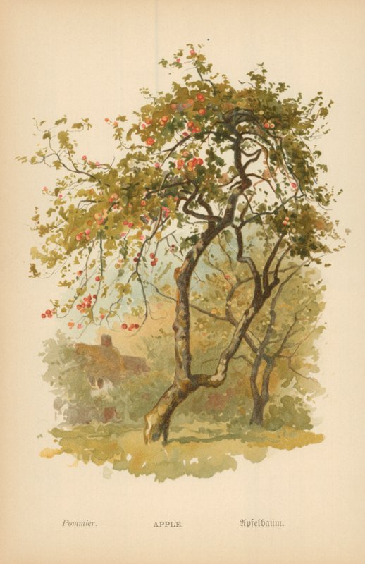 Æble af William Henry James Boot