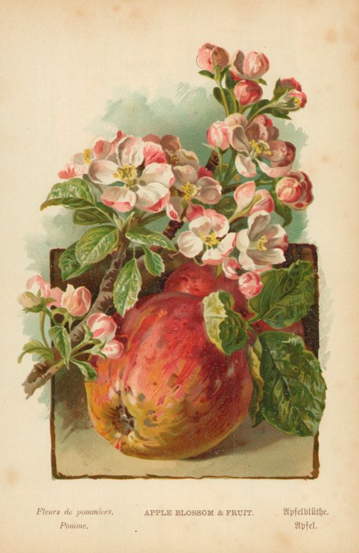Æbleblomst og frugt af William Henry James Boot