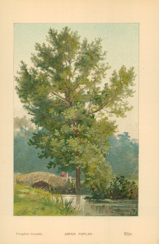 Aspepoppel af William Henry James Boot