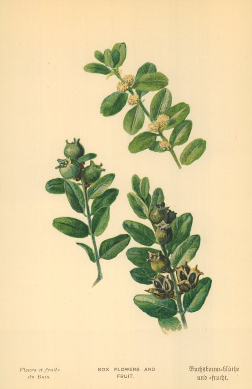 Æske Blomster og Frugt af William Henry James Boot
