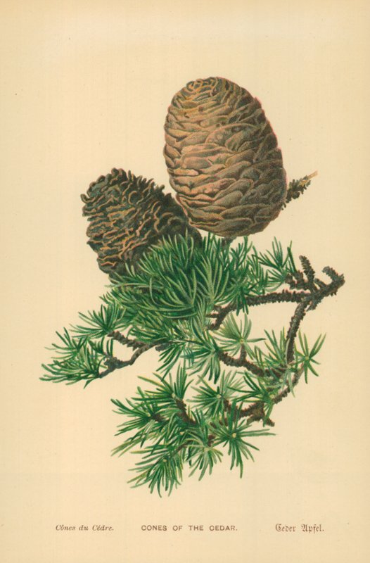 Kegler af cedertræ af William Henry James Boot