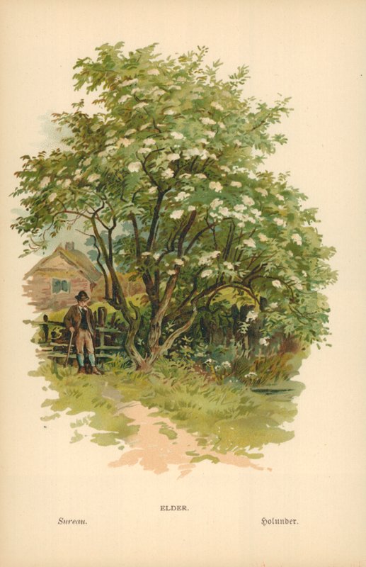 Ældre af William Henry James Boot