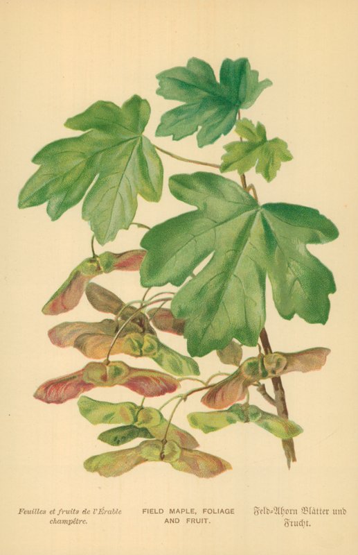 Mark Ahorn, Løv og Frugt af William Henry James Boot