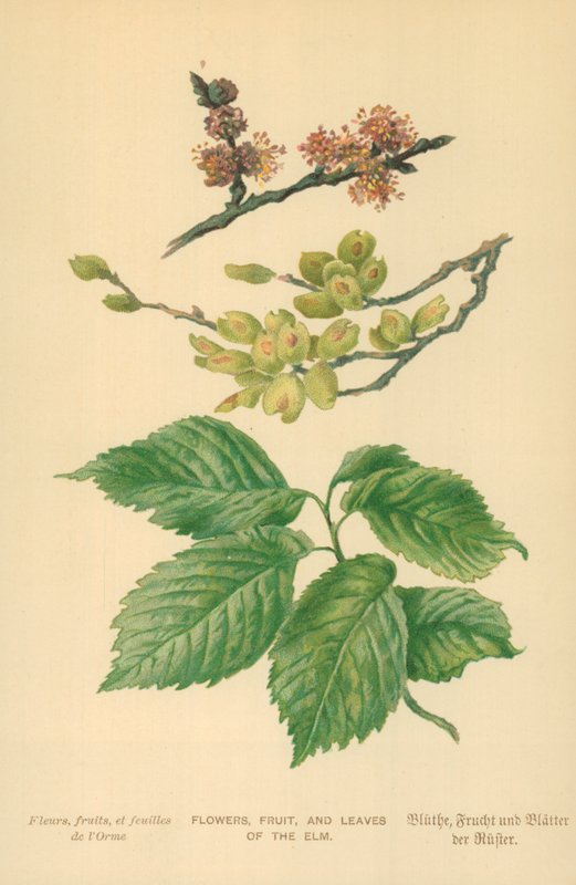 Blomster, Frugter og Blade af Elm af William Henry James Boot