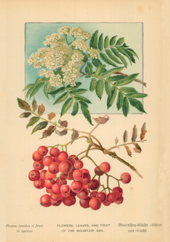 Blomster, blade og frugter af bjergaske af William Henry James Boot
