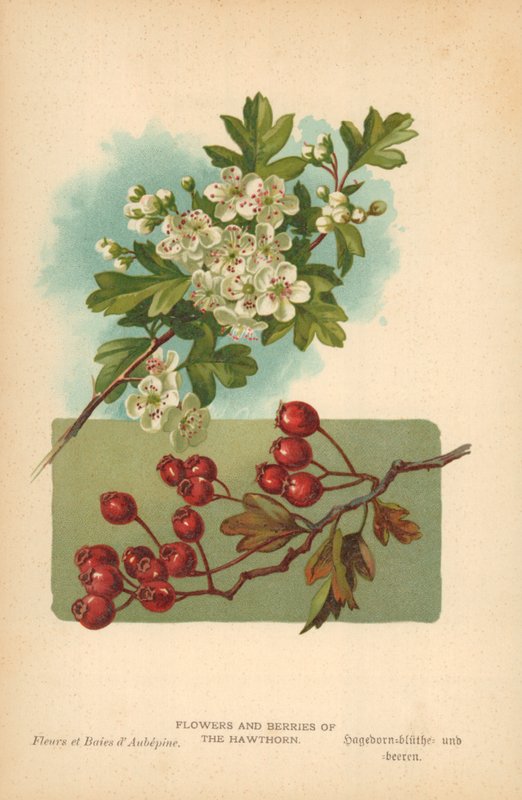 Tjørnens blomster og bær af William Henry James Boot
