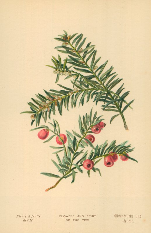 Taksens blomster og frugter af William Henry James Boot