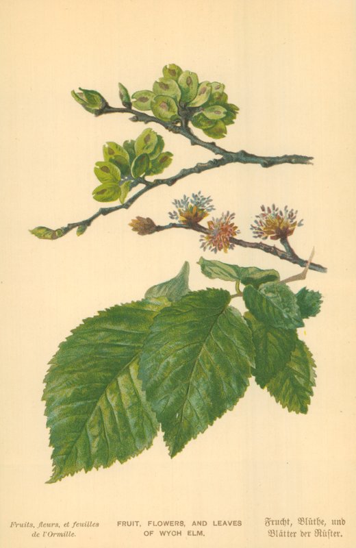 Frugt, Blomster og Blade af Wych Elm af William Henry James Boot