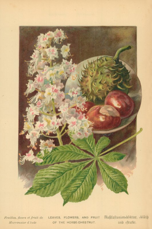 Hestekastanjeblade, blomster og frugter af William Henry James Boot