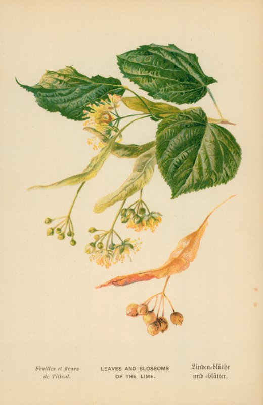 Blade og Blomster af Lime af William Henry James Boot