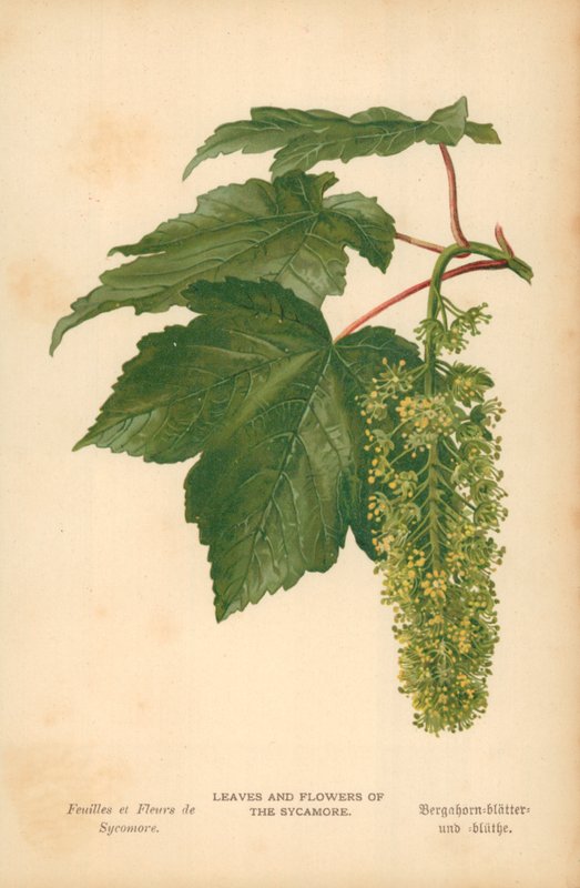 Blade og Blomster af Sycamore af William Henry James Boot
