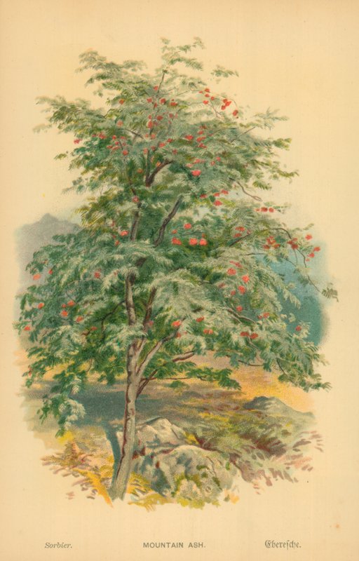 Bjergaske af William Henry James Boot