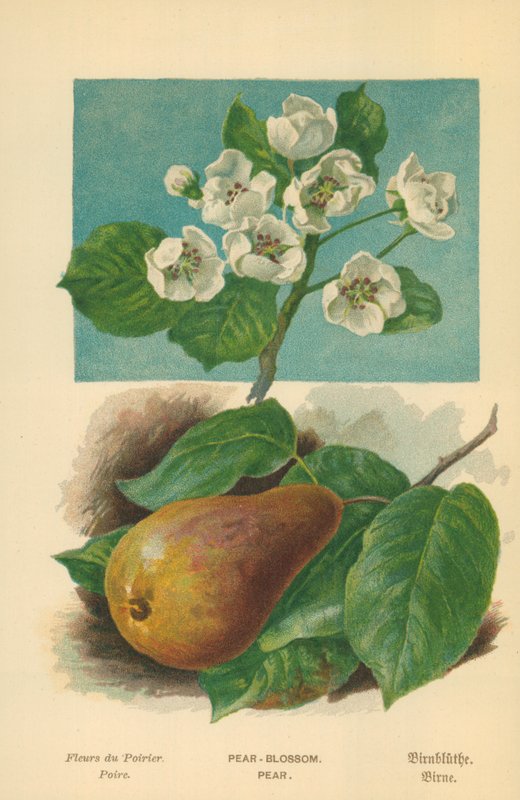 Pære-blomst. Pære af William Henry James Boot