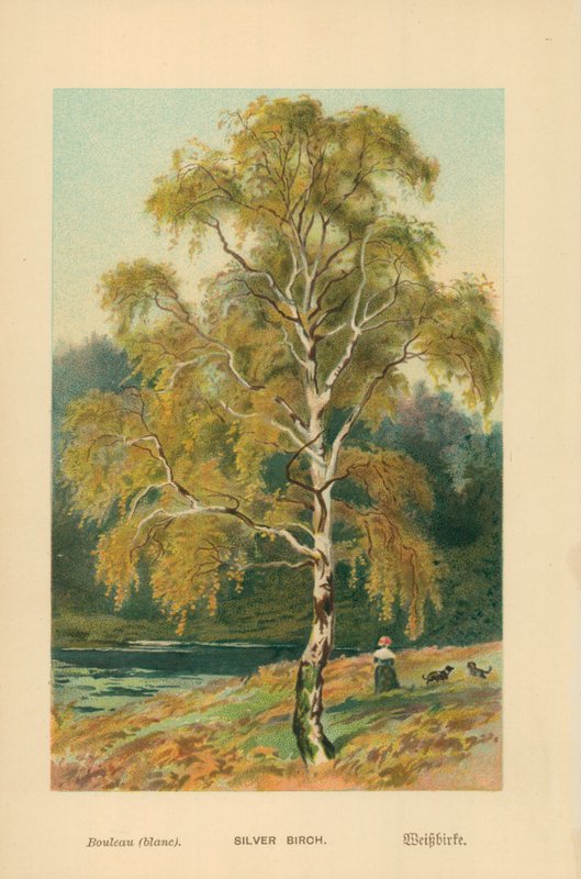 Sølv Birk af William Henry James Boot