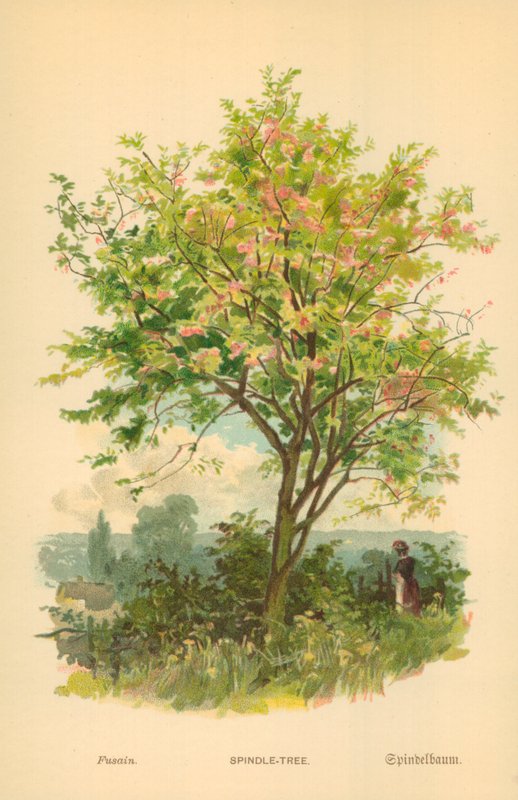 Spindel-Træ af William Henry James Boot