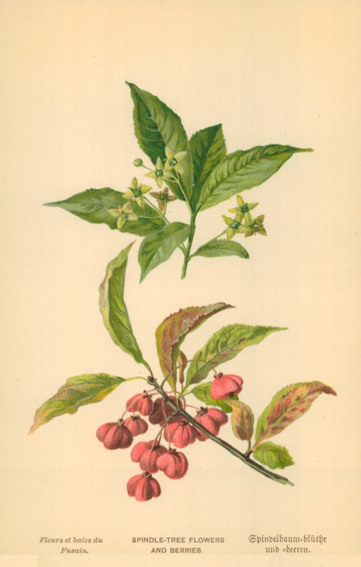 Spindeltræets blomster og bær af William Henry James Boot